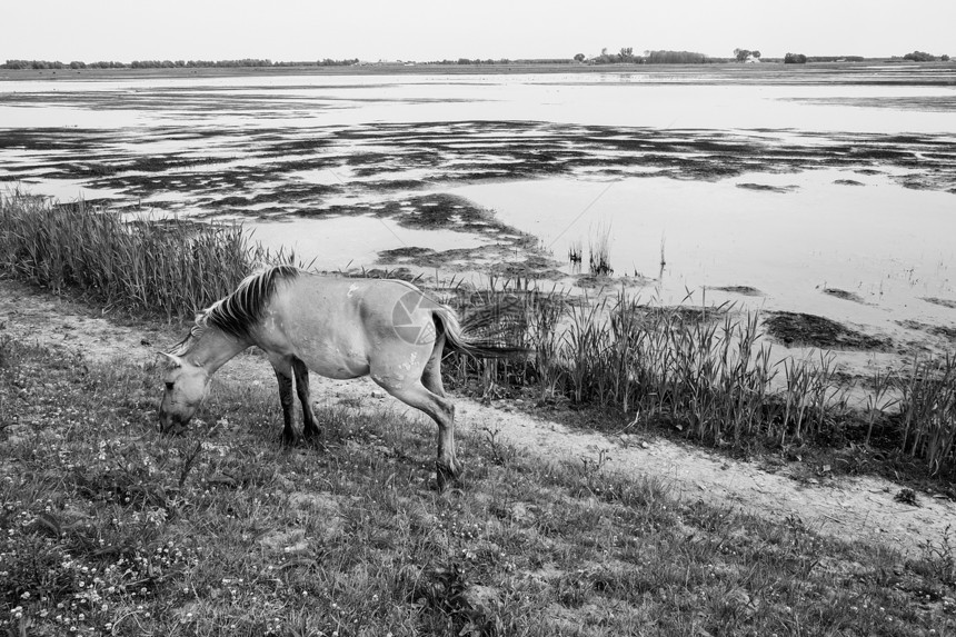 欧洲野马在靠近水的露天野地上图片