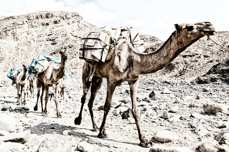 在古老干河中的达纳基尔非洲经济区骆驼群和矿盐在山谷图片