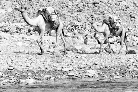 在古老干河中的达纳基尔非洲经济区骆驼群和矿盐在山谷背景图片