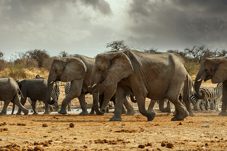 雄伟的非洲大象图片