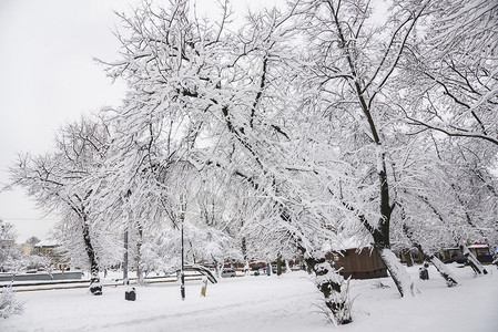 乌克兰利沃夫市被雪覆盖的树木图片