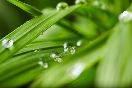 绿草上的水滴特写图片