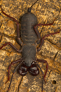 鞭尾蝎子印度安得拉邦图片