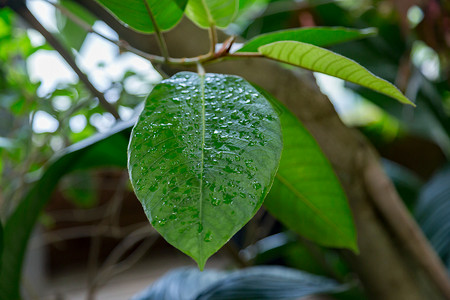 浇水或下雨后有水滴的植物绿叶图片
