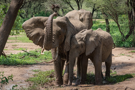 非洲大象在头上喷出浑浊的水图片