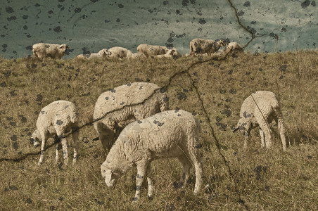早春牧场上的绵羊图片