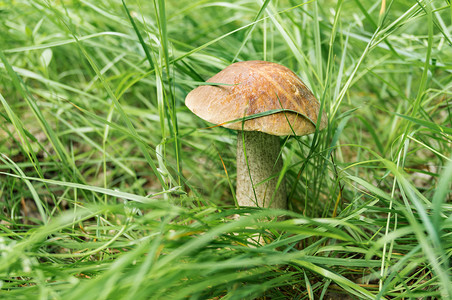 灰蘑菇在树丛中生长在叶子图片