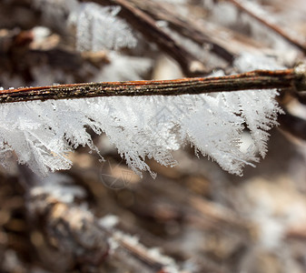 葡萄藤树枝上的霜冻细节冷冻水滴创造图片