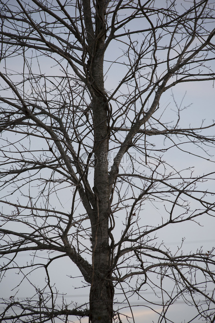 冬季黄昏时节的无叶树图片