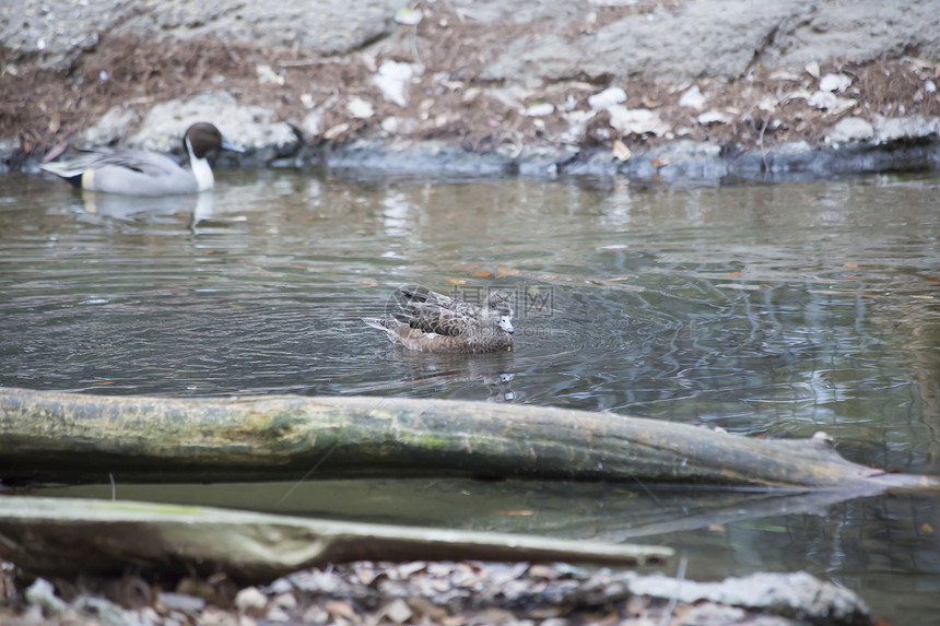 美国假发母鸡游在一个小池塘里底有图片