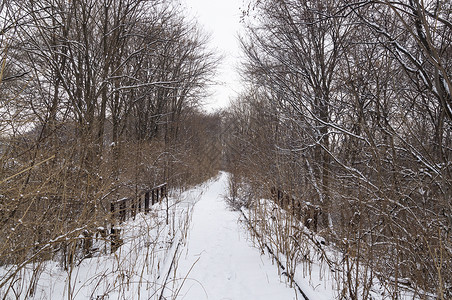 在冬季森林的一个荒野地方图片