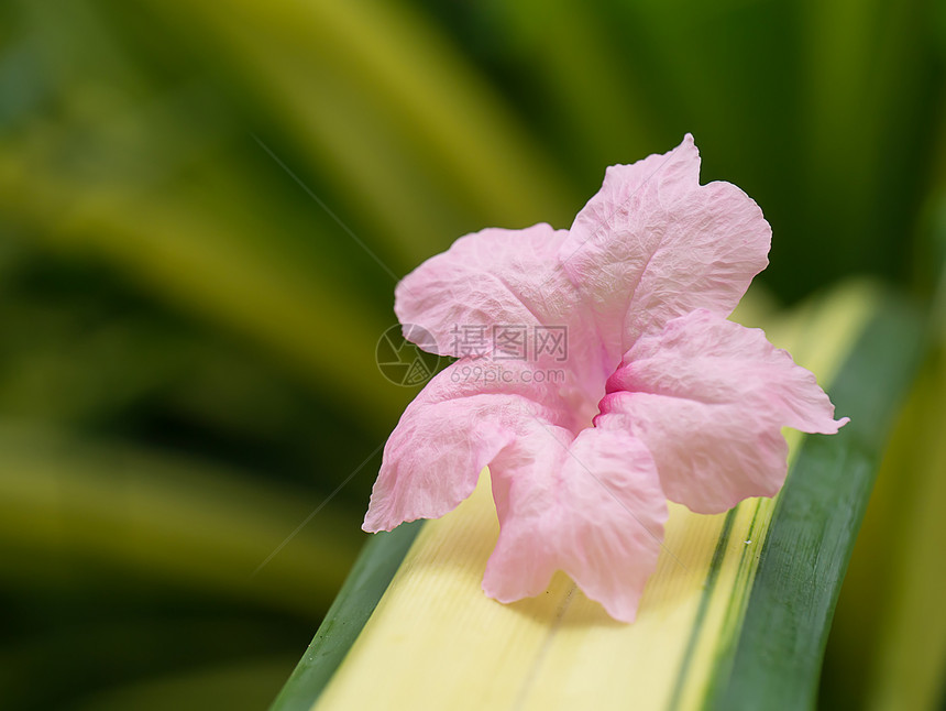 带光的叶子上的粉红色Ruelliatuberosa花RuelliasquarrosaFenzi图片