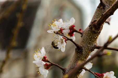 杏花上的蜜蜂图片