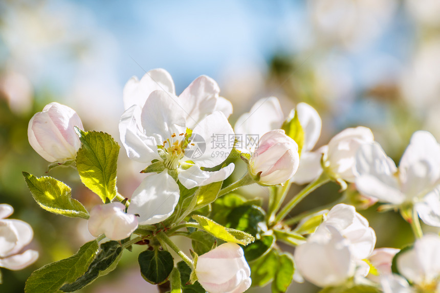 春天的白花图片