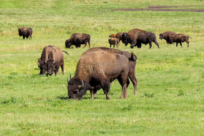 美国野牛Bison野牛图片