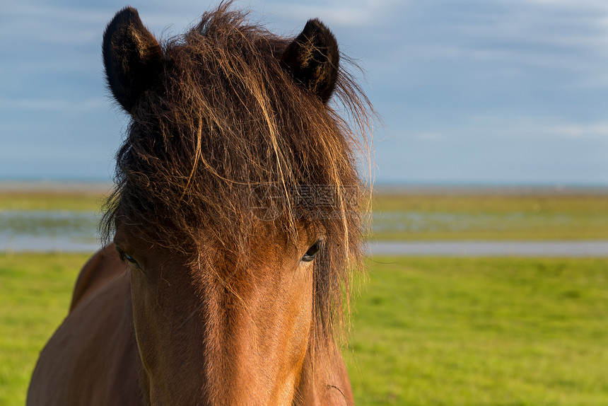 冰岛的马头紧关着美图片