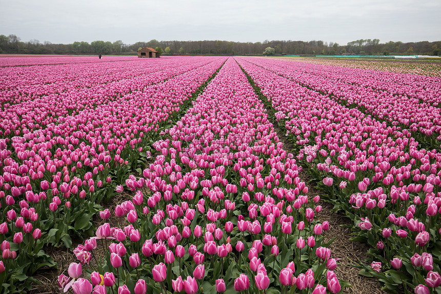 荷兰南荷兰州博伦斯特雷克的图片