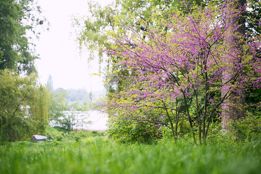 紫荆树春天开花丁香小花图片