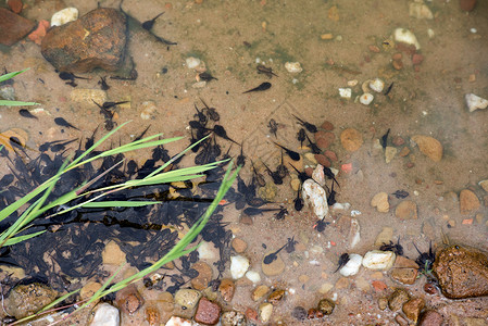清水中蝌蚪的近景图片