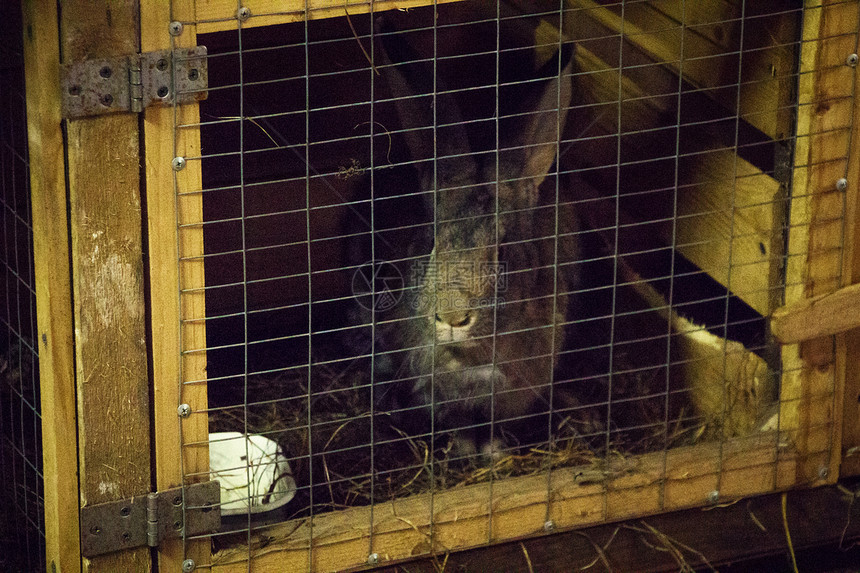 灰兔关在笼子里的照片图片