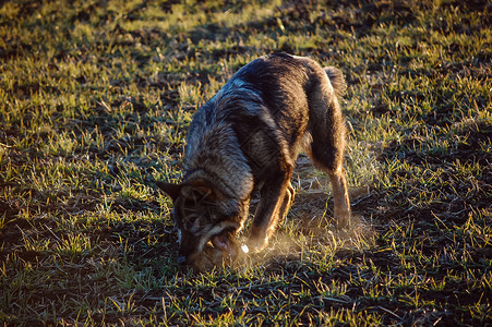 寒假期间在田野里玩耍的漂亮狗图片