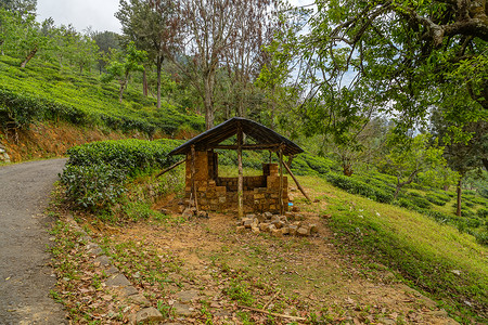 茶叶种植园的棚屋斯里兰卡一片背景图片