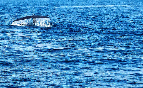尾巴座头鲸侥幸爬上一滴水溅入水中图片