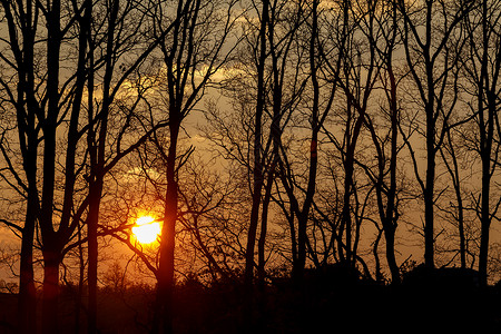 树剪影的日落春天的场景图片