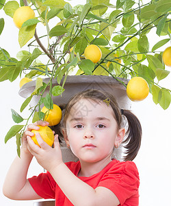 年轻女孩从柠檬树上采摘柠檬图片