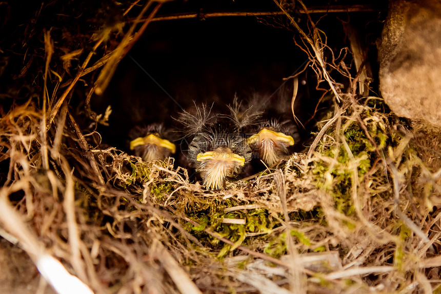 巢中的三只幼鸟图片