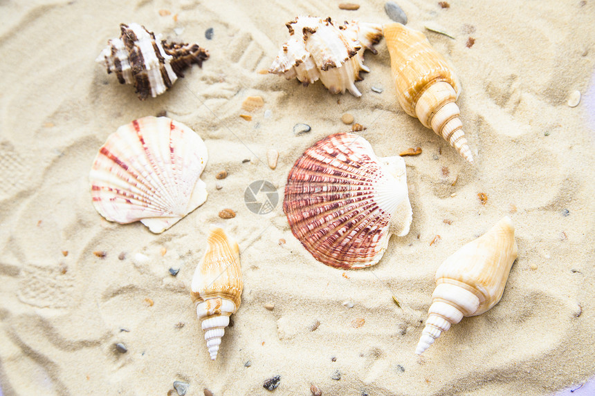白色热带沙滩和贝壳图片