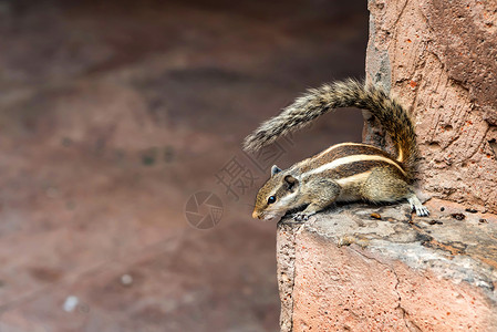 关闭印度棕榈松鼠或石墙上的FunambuluusPa图片