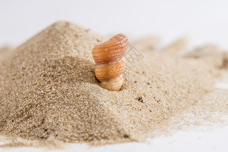 白上分离的沙子上的海星和贝壳图片
