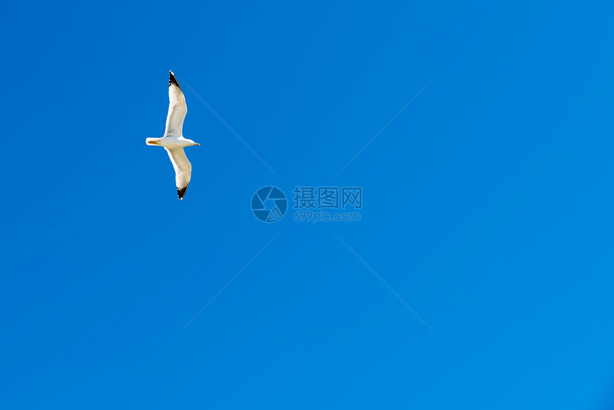 白鸥在蓝天飞行图片