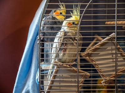 在家笼子里两只鹦鹉的特写镜头图片