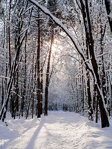 白天树林中如画的雪景图片图片