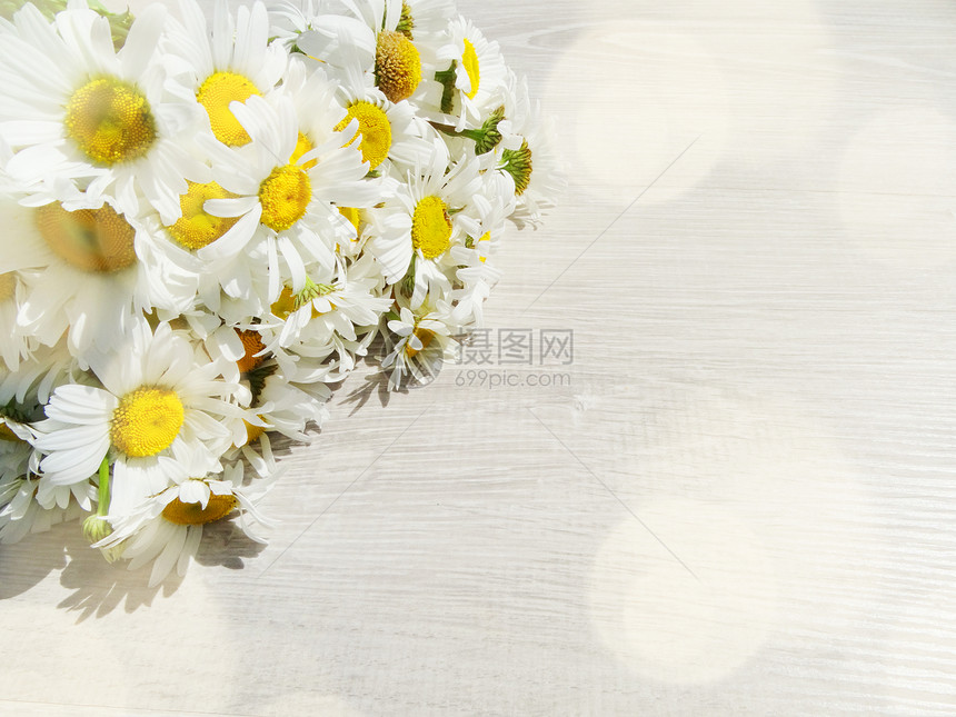 菊花束和阳光明的横梁夏季图片