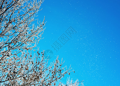 冬冻树顶雪下冬季树木的冬季底霜状枝图片