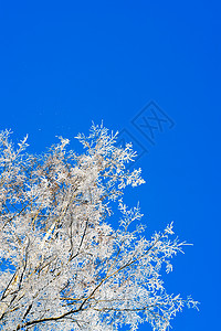 冬冻树顶雪下冬季树木的冬季底霜状枝图片