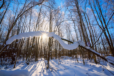 树木枝覆盖厚的雪层在冬季森林图片