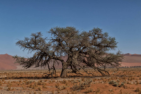 在纳米比亚沙漠中有灌木和红沙丘的图片
