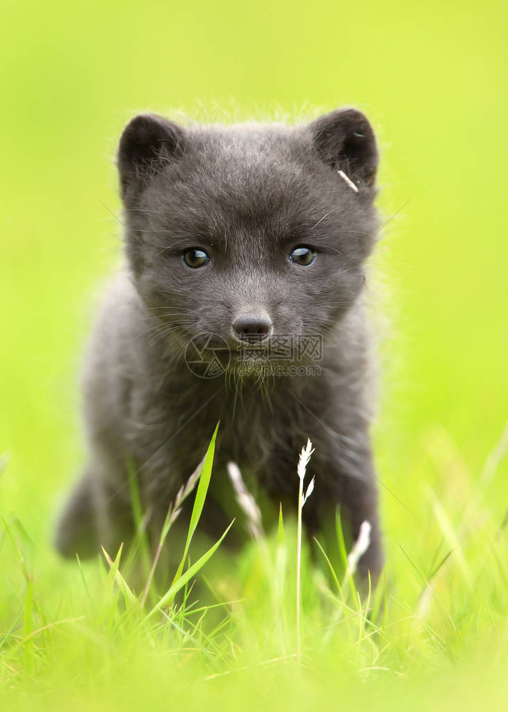 冰岛草地上一只北极狐幼崽的特写镜头图片