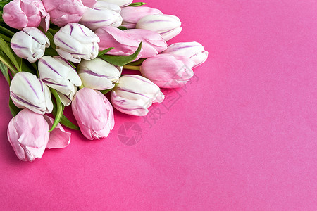 粉红色背景的粉红和白色郁金香花束图片