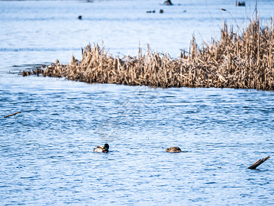 池塘上野鸭的美丽景观照片图片