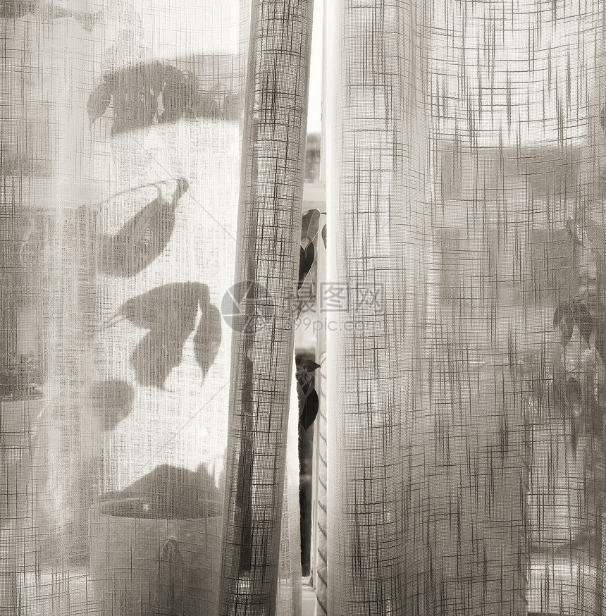 夏日时装在玻璃窗帘后面的植物为了浪漫的感觉用黑色和白色调子纹上色素图片