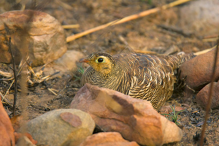印度卡纳塔克州哈皮市哈姆皮岛的Spur禽Galloperdixlu图片