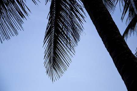日落时海滩椰子棕榈的图片