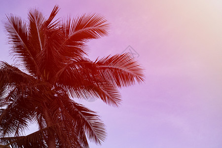 日落海滩上椰子树叶的剪影图片