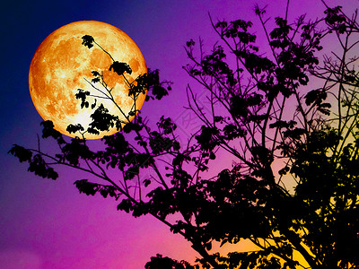 超级血月背影分支树日落图片