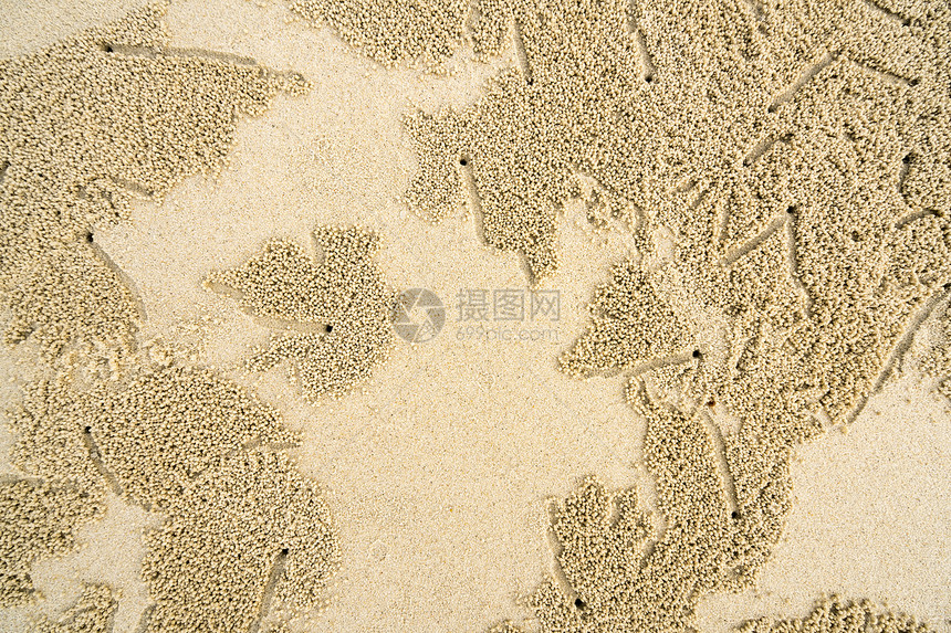沙滩上的螃蟹洞和沙球给外星人图片
